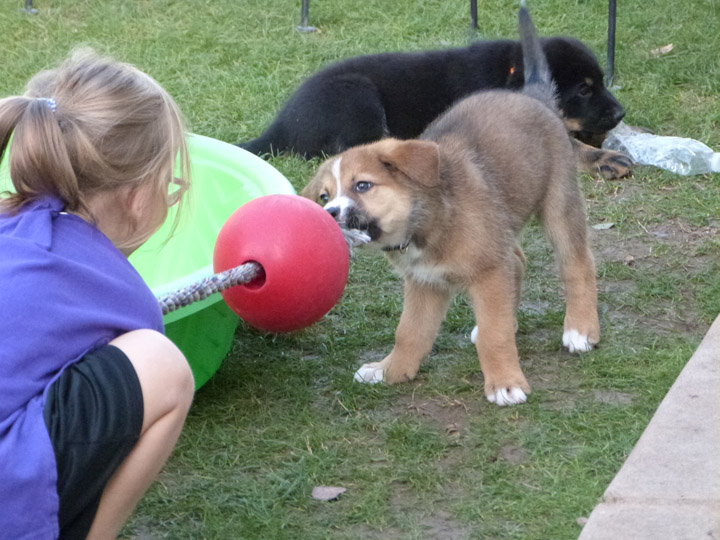 chinook dog